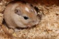 /album/fotogaleria/gerbil2-jpeg/