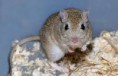 /album/fotogaleria/gerbil3-jpeg/